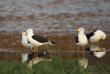 1cy fuscus in August, ringed in Finland. (81365 bytes)